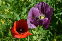 Bild: Zwei Mohnblumen