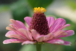 Bild: Blume in Nahaufnahme