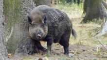 Bild: Ein Wildschwein reibt sich an der Eiche