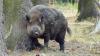 Bild: Ein Wildschwein reibt sich an der Eiche